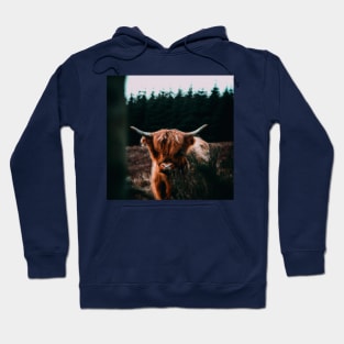 Scottish Highland Cattle Oil Painting Hoodie